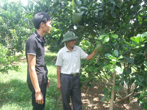 Gia đình ông Dương Tất Tính, xóm Tân Hương, xã Thanh Hối (Tân Lạc) trồng 150 gốc bưởi đỏ và bưởi da xanh, dự tính năm nay thu về hàng trăm triệu đồng.

